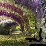 ��� ������ �� �������