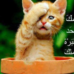 ��� ���� �����