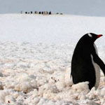 �������� �����