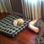 ��� ����� �������