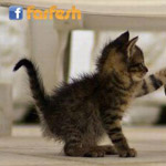 �������� ������