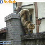 ���� ������� ����� �����