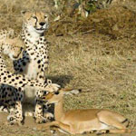 ��� ����� ��� ������