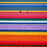 ���� ���� ������� ( ��������) �������