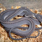 ���� �� �������� ������ ������ �� ������ � ����� ���� ������