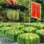 ������� ������ - ���� ���� ��� ���������� ��� �������� ��� ������ �� �������