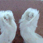 ���� ������ ....