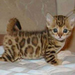 �� ���� �� ����� ������ ��������.