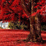 ����� �������ǡ ������