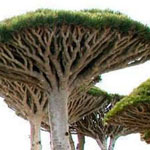 ����� ����� �� �����