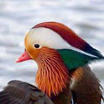 ����� ����