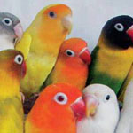 ���� ����