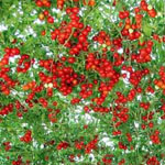 ����� ����� ������ �������