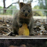 ��� ������� ������ ���� quokka � ����...