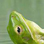 ������ ��������.. ���� ����� ��� �����