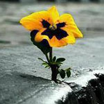 ���� �� ��� ��� ������ ��� ������