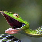 ������������� ����������� - Oxybelis fulgidus - �� ���� ��� ����� ������� .