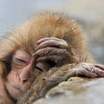 ������� ���� ����� �������� .....