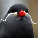 ���� ����� ���� ������ Larosterna inca ���� ���� ���� ��� ����� ���� ��� �� ������ ������� !