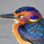 ����� ������ ������...