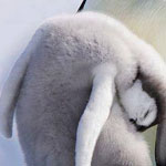 ���� ���� ������� .