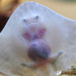 ���� ��� ����� ��� ����� ��� ����