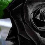 ������ ������� ������� �� ������� �� ����� ������� �� �����