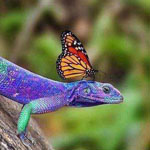 ����� ����� ������ ������ �������� �� ����� �������