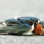 ���� �������