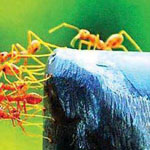 ����� �� ����� ����� ���� ����ɡ �� ������ ���� �������