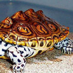 �������� �������