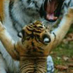 ���� ���� �����