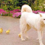 ������ ������