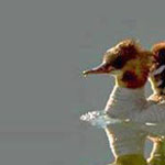 ����� ����