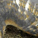 ���� ����� ����� ����� ��� ����� �� ����� .