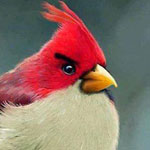 ���� ������ angre bird �������