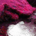 ����� ������ �� �������