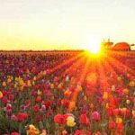 ���� �������� �� ������