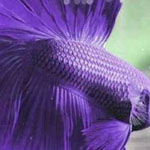 ���� ���� ��� ��� ��� ����� ��������