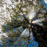 ���� ������ ������ �� ��� �����