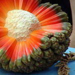 ����� ������ Hala Fruit �� ����� 