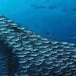 ����� ����� ������ ��������