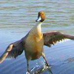 ��� ������ ���� ���� ������� � �� ���� ����� ����� ��� �����