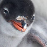 ���� ����� ������