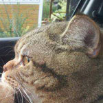 ����� ���� ��� ���