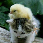 ����� �� ��� ���