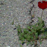 ��� ���� ���� �� ���� .