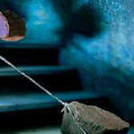 �� �����