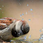 ���� �����