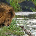 ���� ��������